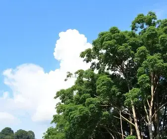 aumento no preço da celulose